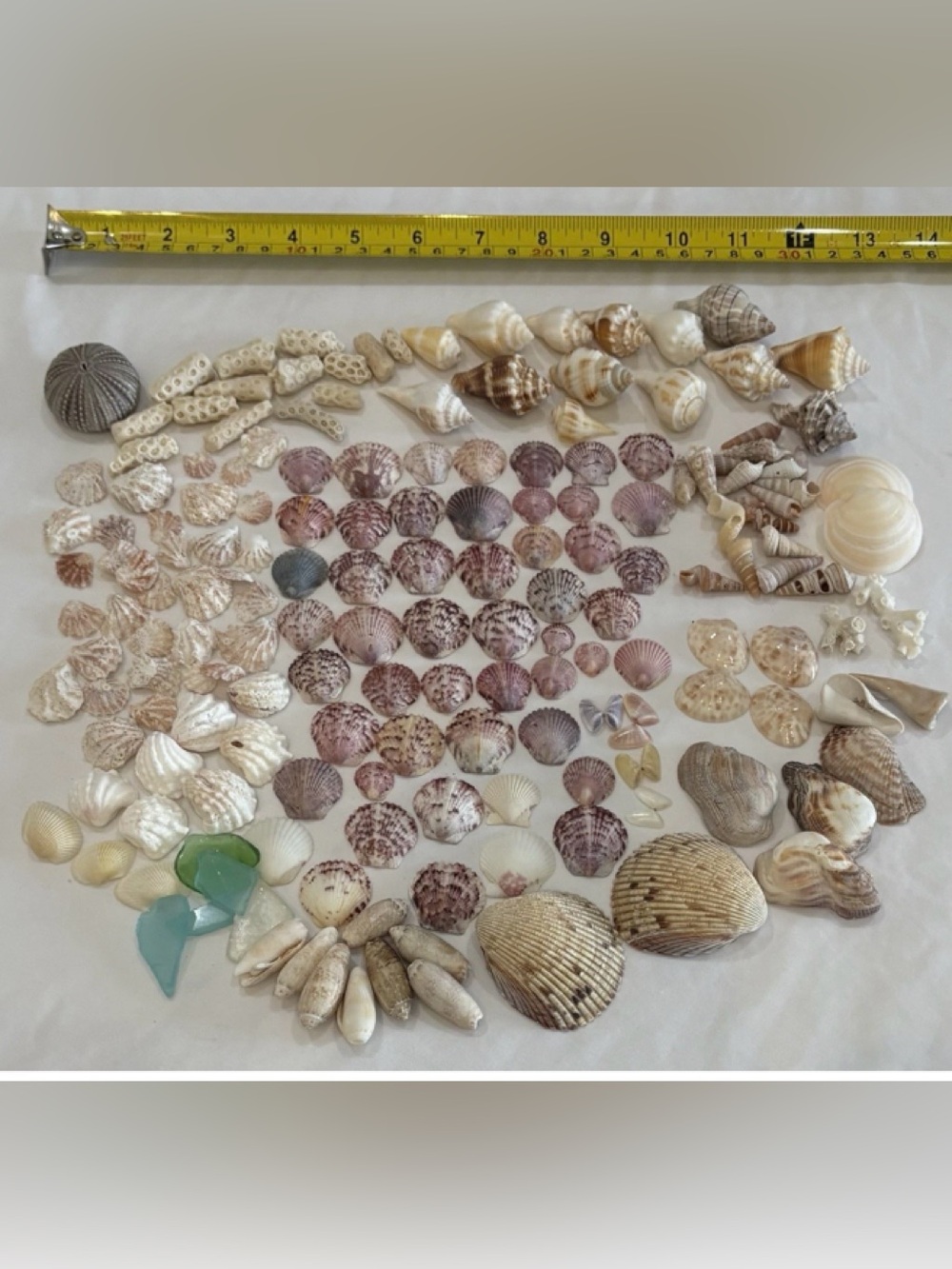 165 MIX SEASHELLS SHELLS SMALLER SIZE SANIBEL, FLORIDA CRAFT /COLLECTER LOT - Picture 6 of 6